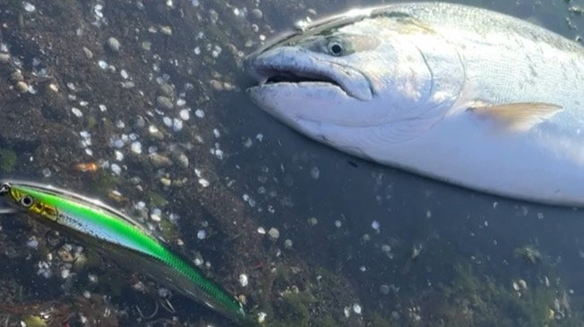 釣り上げた魚とルアー
